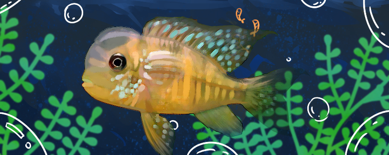 和尚鱼好养吗怎么养(和尚鱼的寿命)