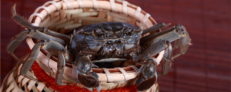 螃蟹会被淹死吗在水中能呼吸吗(螃蟹会不会淹死 泡着)