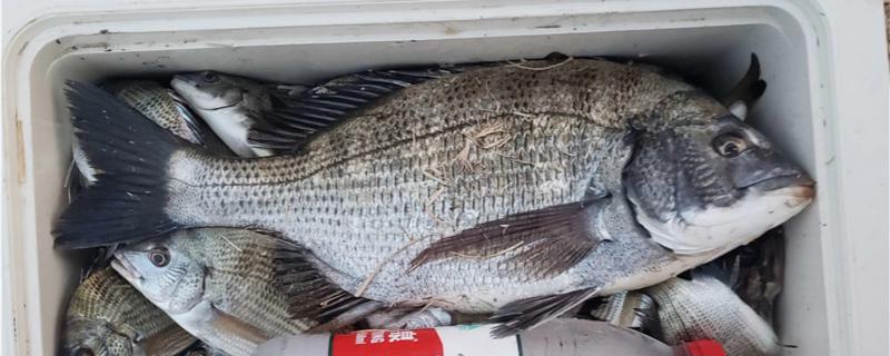 夜钓一定要开灯吗夜钓灯用什么光源最好(夜钓需要灯光照射吗)