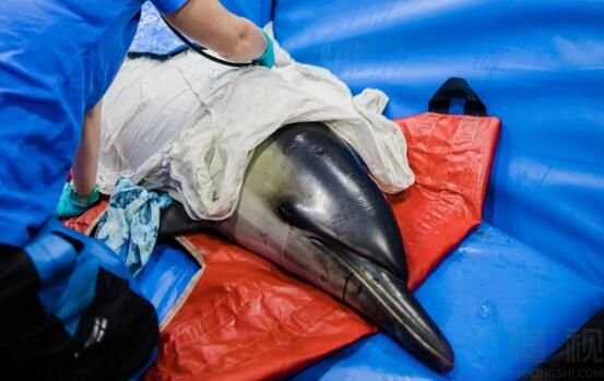 动物科学专业就业前景(动物科学专业就业前景分析)