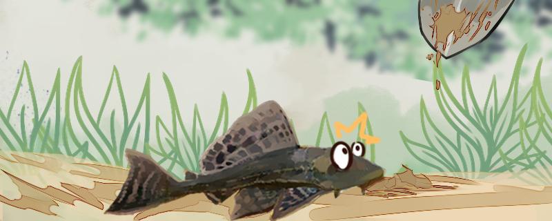 清道夫饲养方法繁殖方式(清道夫如何饲养?)