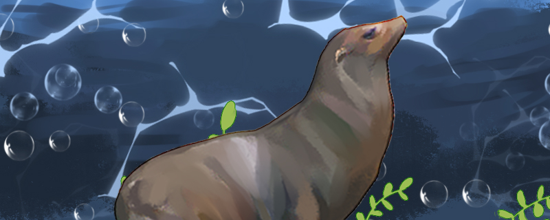 海狮是南极动物还是北极动物生活在哪里(海狮是陆地动物还是水生动物)