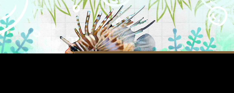 长须狮子鱼好养吗怎么养(长须狮子鱼好养吗怎么养活)