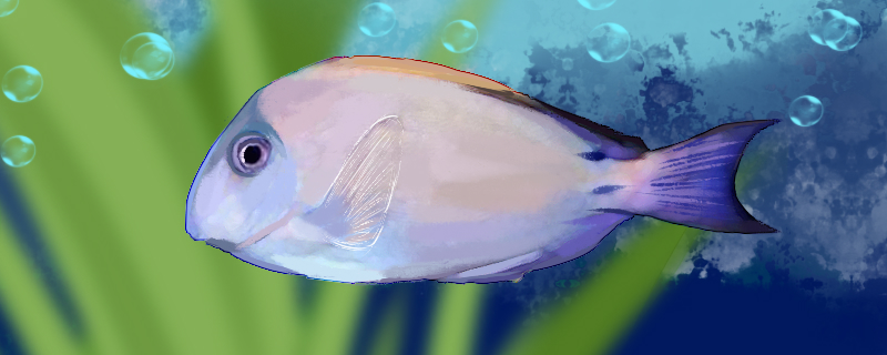 薰衣草吊好养吗怎么养(薰衣草咋养)