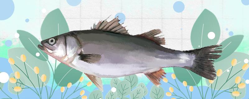 十月份能钓鲈鱼吗水深多少(十月份鲈鱼怎么打路亚)