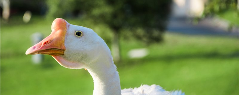 鹅会吃鱼吗为什么不吃鱼(世界性难题鹅到底吃不吃鱼的)