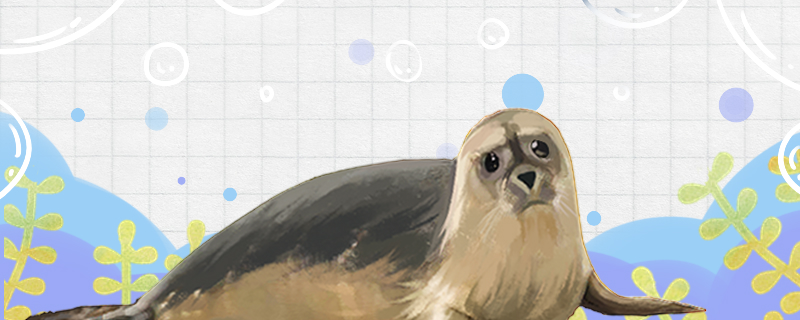 海豹不能在水里吗