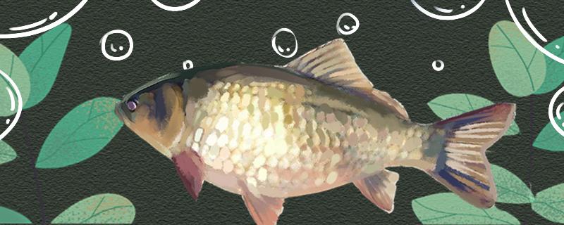 秋末冬初钓野生鲫鱼容易吗怎样钓野生鲫鱼(秋末冬初钓鱼用什么饵料)