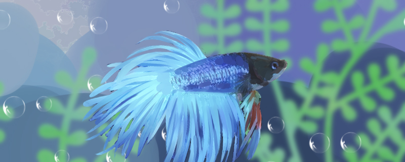 狮王斗鱼好养吗怎么养(狮王斗鱼用什么鱼缸养)