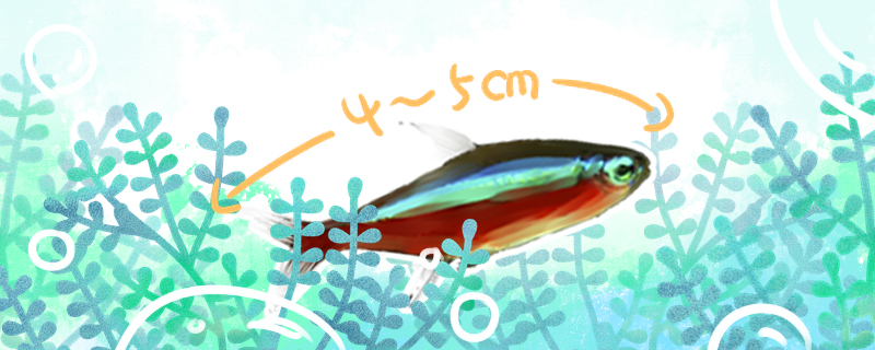 宝莲灯鱼寿命多长时间能长多大(宝莲灯鱼的饲养4个常识)