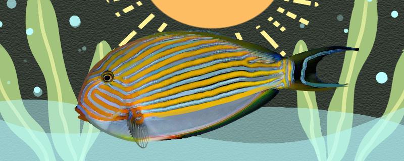 蓝纹倒吊好养吗怎么养(纹吊和蓝吊)