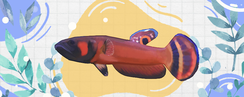 红战狗斗鱼好养吗怎么养(战狗斗鱼生活环境)