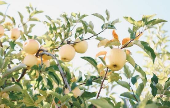 园艺专业就业前景分析