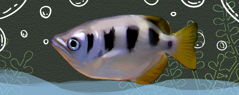 寡鳞射水鱼好养吗怎么养(寡鳞射水鱼好养吗怎么养殖)