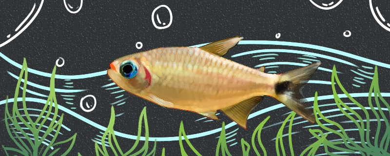 红色的鱼可以吃的是什么鱼