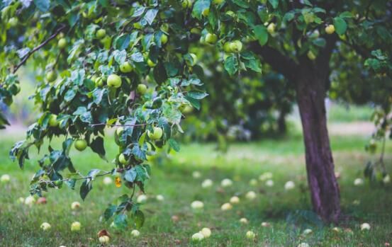 园艺专业就业前景(园艺专业就业前景分析)