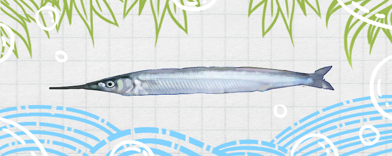 棒棒鱼是什么鱼是海鱼吗(棒棒鱼学名叫什么鱼)