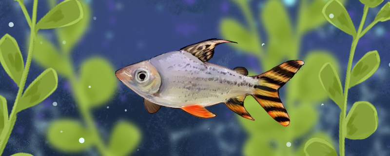 飞凤鱼好养吗怎么养(飞凤鱼凶不凶)