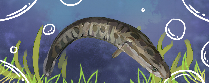 黑鱼有刺吗刺多吗(黑鱼有没有刺?)