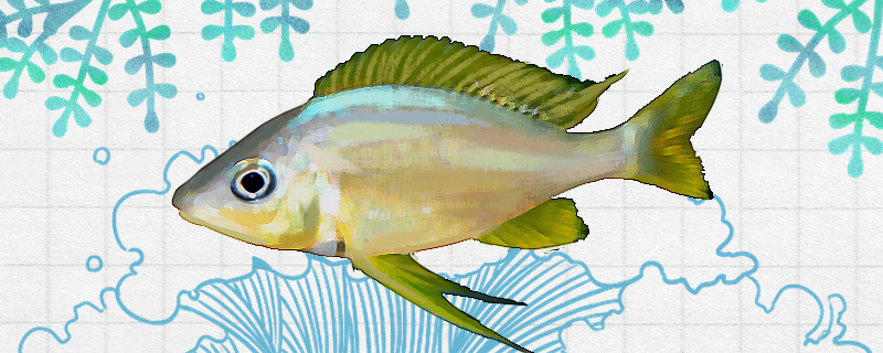 黄金提灯鱼好养吗怎么养(提灯与地下城黄金眼值得培养吗)