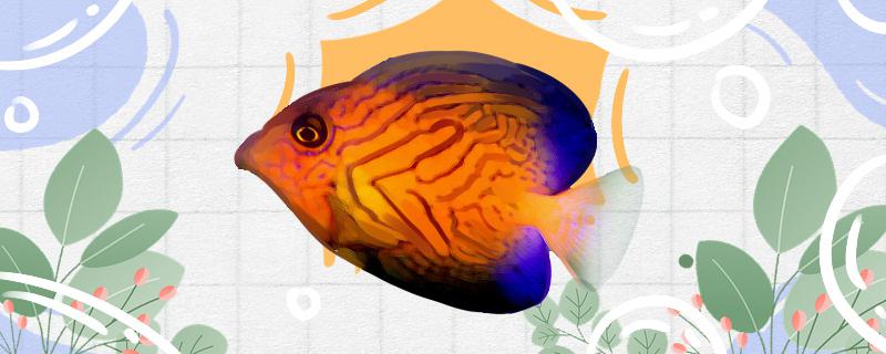 火焰倒吊好养吗怎么养(颠倒火焰)