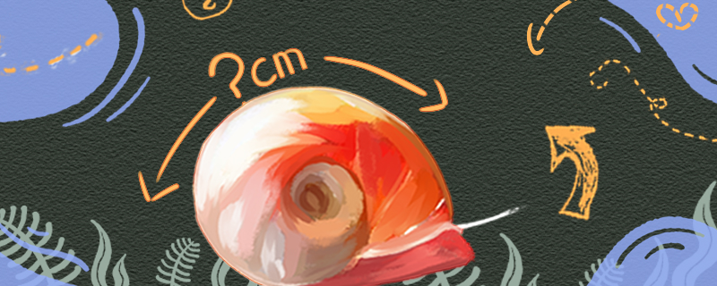 苹果螺能养多大多大开始产卵(苹果螺好养吗)