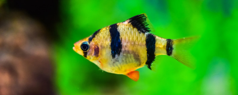 淡水鱼有哪些品种家养淡水鱼有哪些品种(淡水鱼哪种最好养)