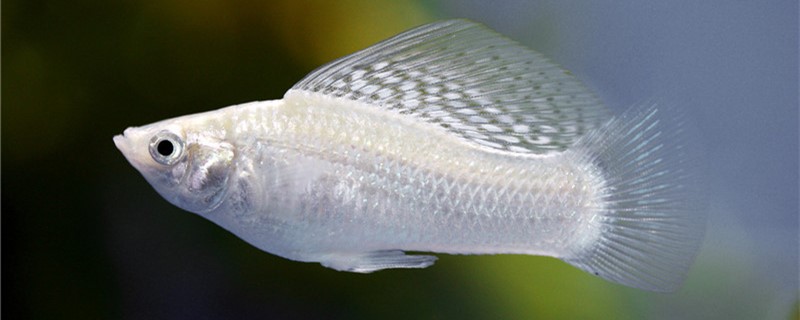 银玛丽鱼好养吗怎么养(银玛丽鱼好养吗怎么养视频)