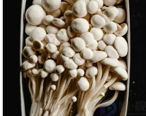 食用菌种类(食用菌菌种分为哪几种)