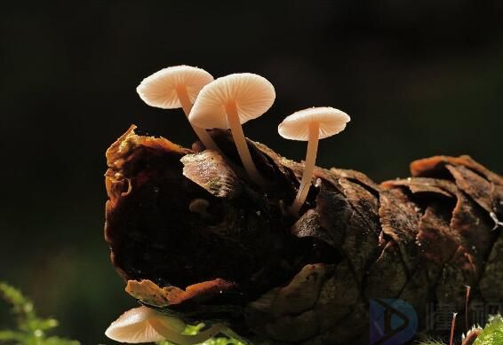 食用菌菌种分为哪几种