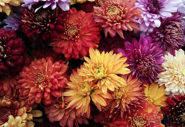 木本菊花的种类