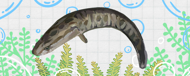 黑鱼和鲶鱼一样吗有什么区别(黑鱼和鲶鱼一样吗?)