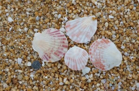 贝壳的种类有什么