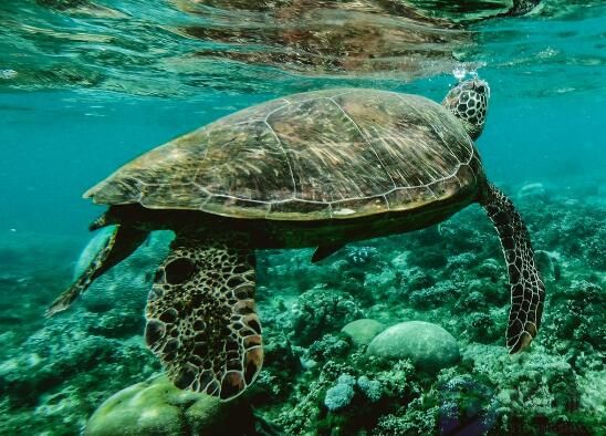 马来西亚乌龟的种类