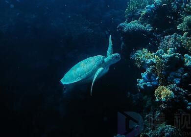 马来西亚乌龟的种类
