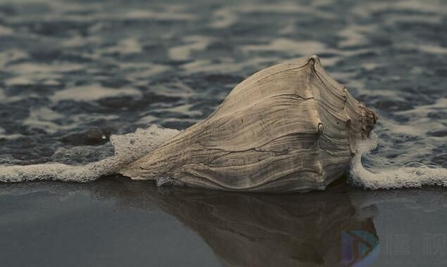 贝壳的种类(贝壳的种类有什么)
