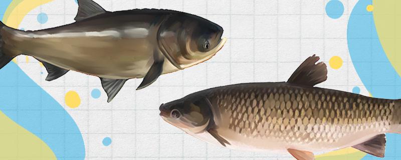 花鲢鱼和草鱼有什么区别哪个刺多(花鲢和草鱼哪个好吃)