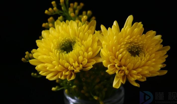 木本菊花的种类