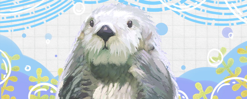 海獭是什么动物有天敌吗(海獭是不是)