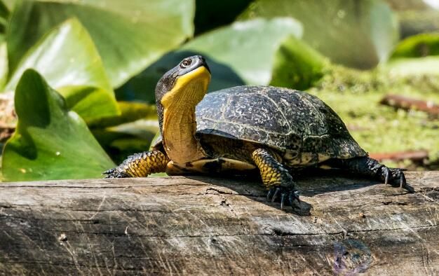 乌龟的种类(马来西亚乌龟的种类)
