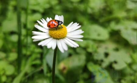 瓢虫的种类(瓢虫的种类和颜色)