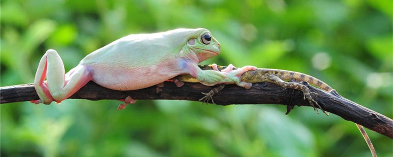 树蛙有毒吗哪些树蛙有毒(树蛙是害虫还是益虫?)