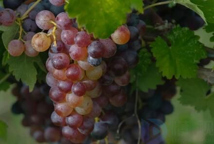 葡萄的种类(葡萄的种类大全)
