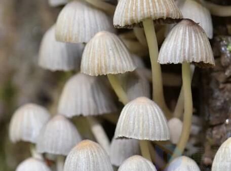 食用菌菌种分为哪几种