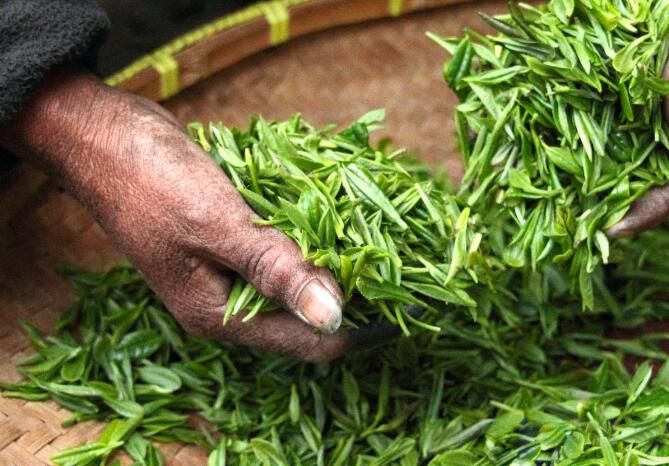 绿茶的种类一览表