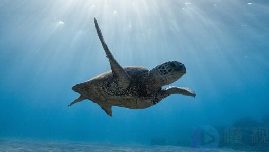 马来西亚乌龟的种类