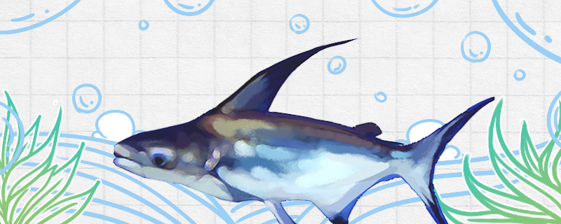 成吉思汗鱼好养吗需要打氧气吗(成吉思汗鱼好养吗需要打氧气吗视频)