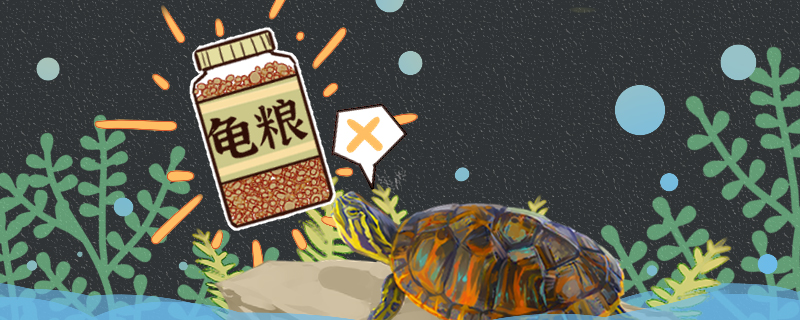 火焰龟为什么不吃食怎么开食(火焰龟怎么不吃东西)