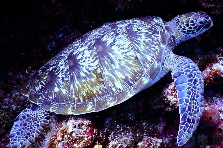 马来西亚乌龟的种类