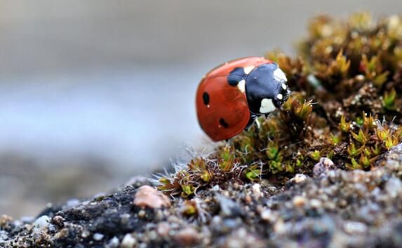 瓢虫的种类和颜色
